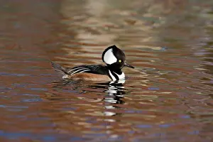 Cucullatus: Hooded Merganser winter