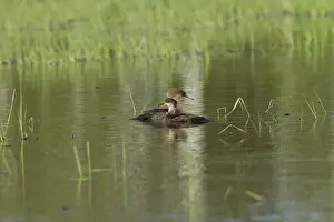 Cucullatus: Hooded Mergansers