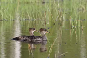 Cucullatus: Hooded Mergansers