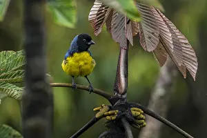Putumayo: Hooded Mountain Tanager (Buthraupis montana) Putumayo