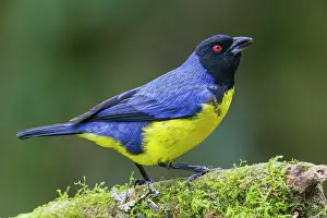 Tanager: Hooded mountain tanager, cloud forest of Ecuador