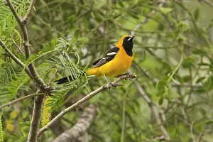 Orioles: Hooded Oriole