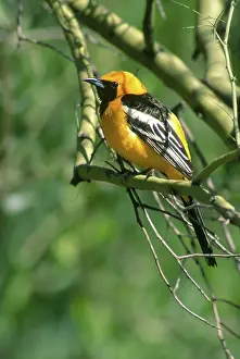 Oriole: Hooded Oriole