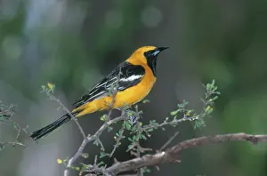 Oriole: Hooded Oriole