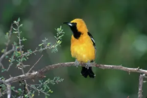 Oriole: Hooded Oriole