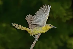 Cucullatus: Hooded Oriole Hen at take off