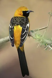 Oriole: Hooded Oriole (Icterus cucullatus)