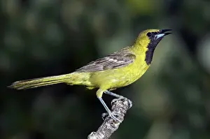 Cucullatus: Hooded Oriole Juvenile
