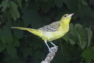 Oriole: Hooded Oriole Juvenile
