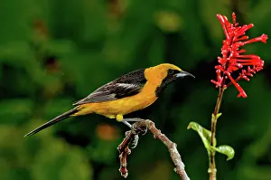 Cucullatus: Hooded Oriole Male