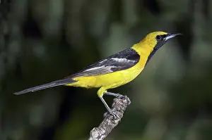 Cucullatus: Hooded Oriole Male