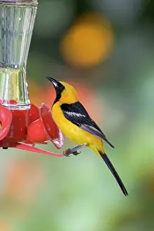 Orioles: Hooded Oriole - male, at a hummingbird feeder
