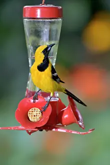 Orioles: Hooded Oriole - male, at a hummingbird feeder