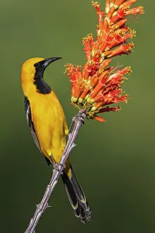 Cactus: Hooded oriole pauses for a moment while checking ocotillo