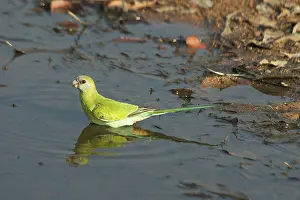 Psephotus: Hooded Parrot - female
