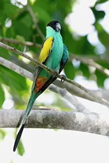 Psephotus: Hooded Parrot - male
