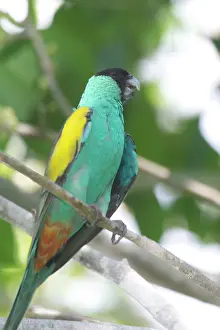 Psephotus: Hooded Parrot - male