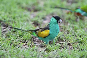 Seeding: Hooded Parrot - male feeding on seeding grasses