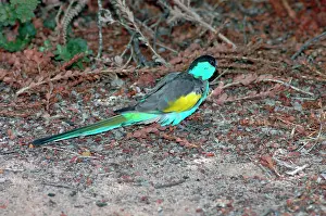 Psephotus: Hooded Parrot - male foraging on ground