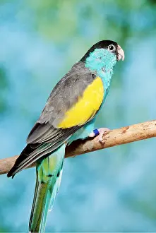 Hooded: HOODED PARROT - perched on branch