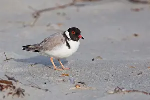 141118: Hooded Plover - On the beach -A dventure Bay -