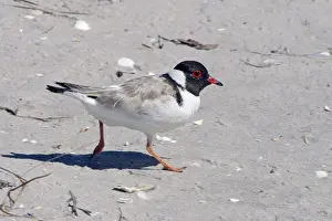 Plovers: Hooded PLOVER - on beach, side view