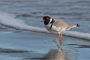141118: Hooded Plover - On the beach at the water's edge