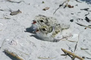 Plovers: Hooded PLOVER - chicks