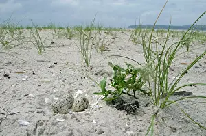 Plovers: Hooded PLOVER - nest in sand