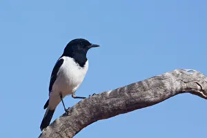 Melanodryas: Hooded Robin