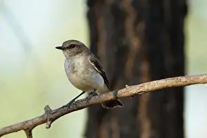 Melanodryas: Hooded Robin female