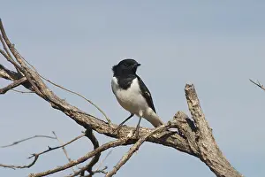 Melanodryas: Hooded Robin, male