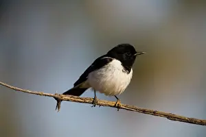 Melanodryas: Hooded Robin - male