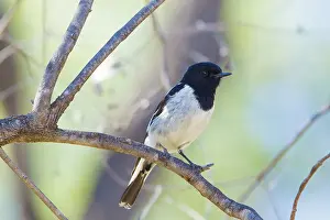 Melanodryas: Hooded Robin Male