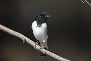 Away: Hooded Robin - A male - perched on a thin branch