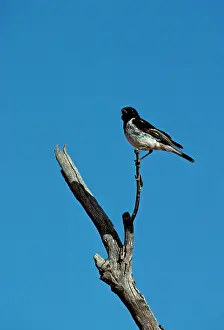 Melanodryas: Hooded Robin - Perched on branch