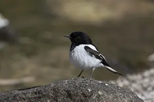 Aboriginal: Hooded Robin - Perched on a stone in a dry riverbed
