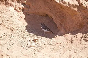 Melanodryas: Hooded Robin - sheltering from the heat in a road cutting