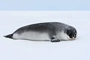 Cystophora: Hooded Seal - 4 day old young