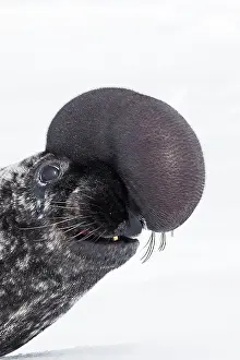 Cystophora: Hooded Seal