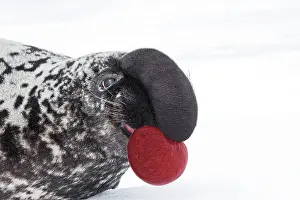 Cystophora: Hooded Seal