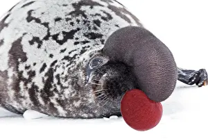 Cystophora: Hooded Seal