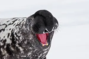 Cystophora: Hooded Seal