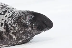Cystophora: Hooded Seal