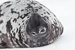Cystophora: Hooded Seal