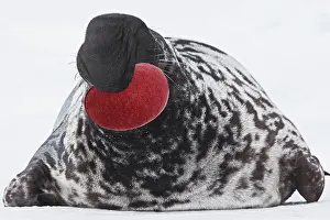 Cystophora: Hooded Seal
