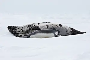 Cystophora: Hooded Seal