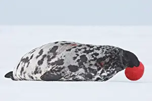 Cystophora: Hooded Seal