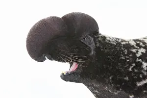 Cystophora: Hooded Seal