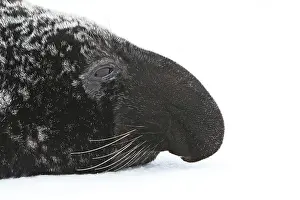 Cystophora: Hooded Seal